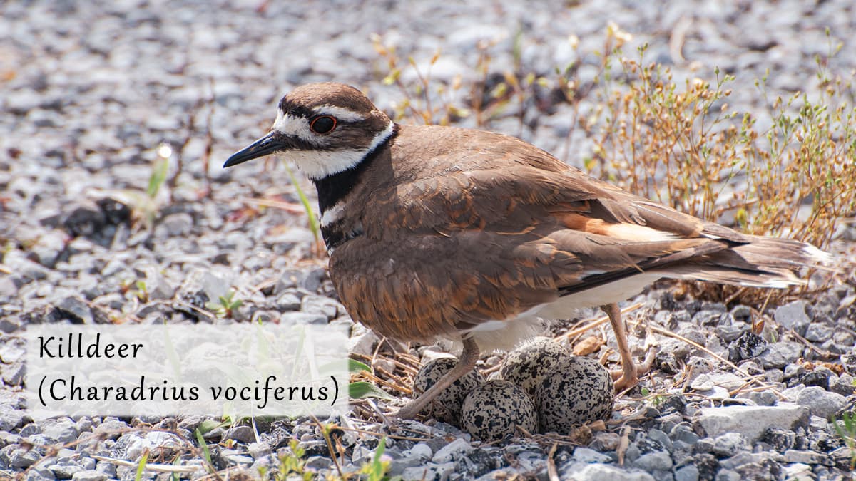 killdeer (charadrius vociferus)