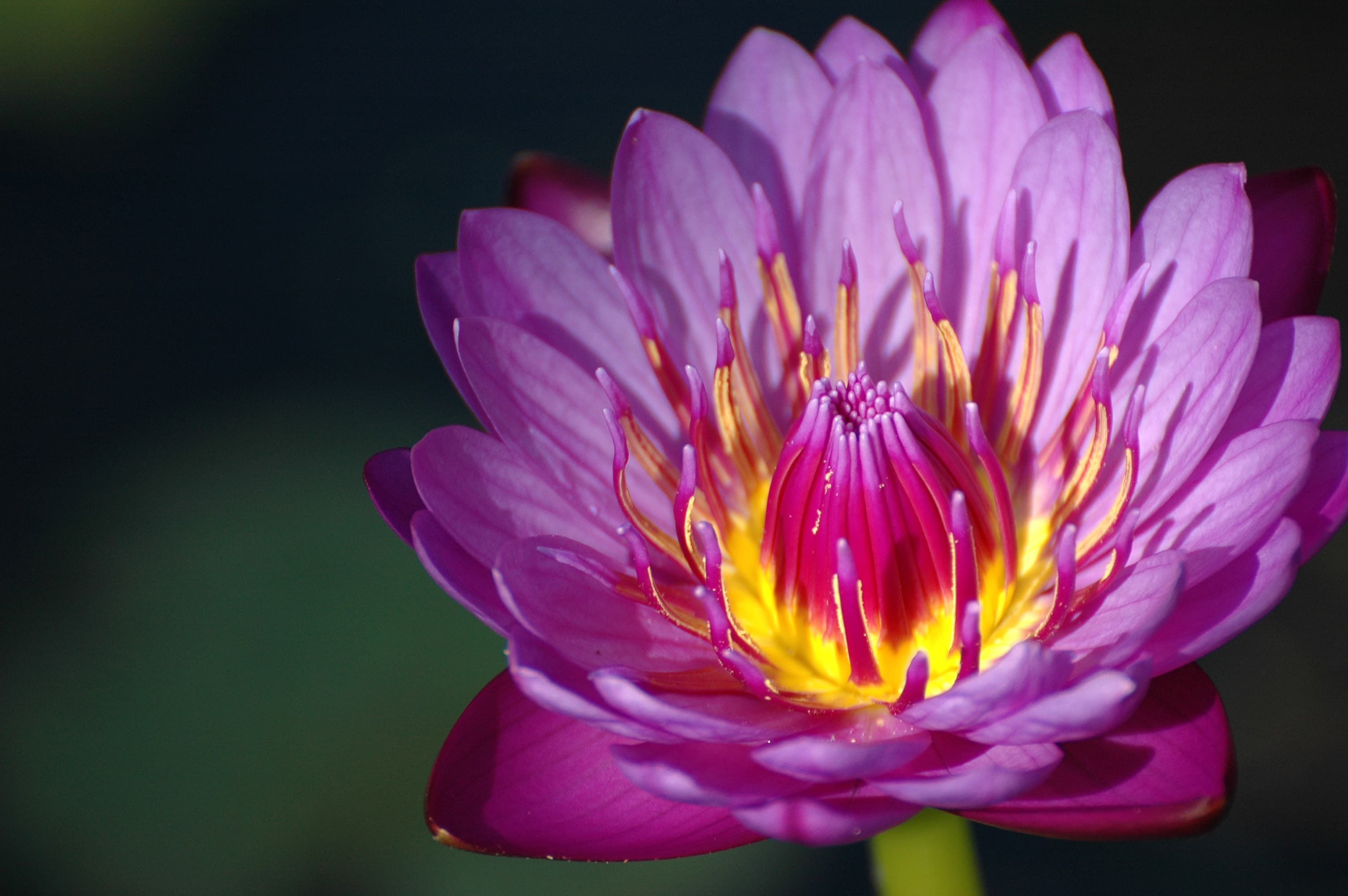 American Orchid Society