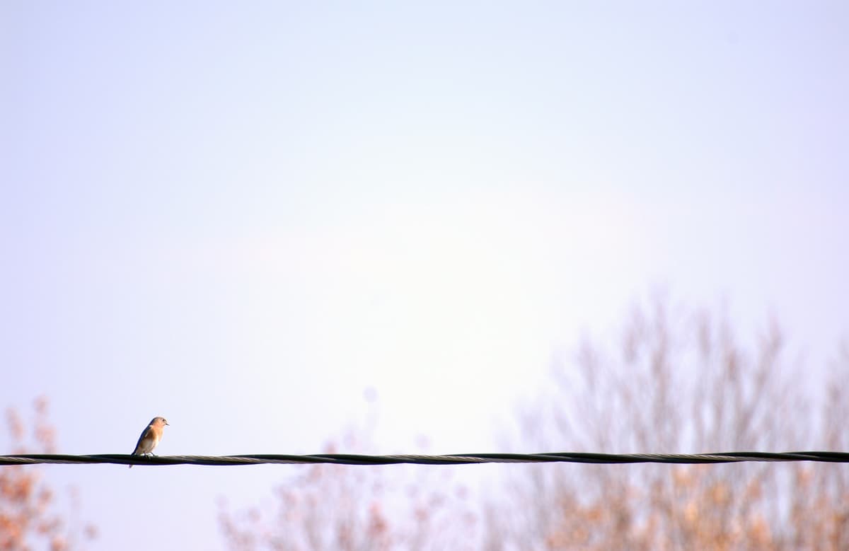 Bird on Wire