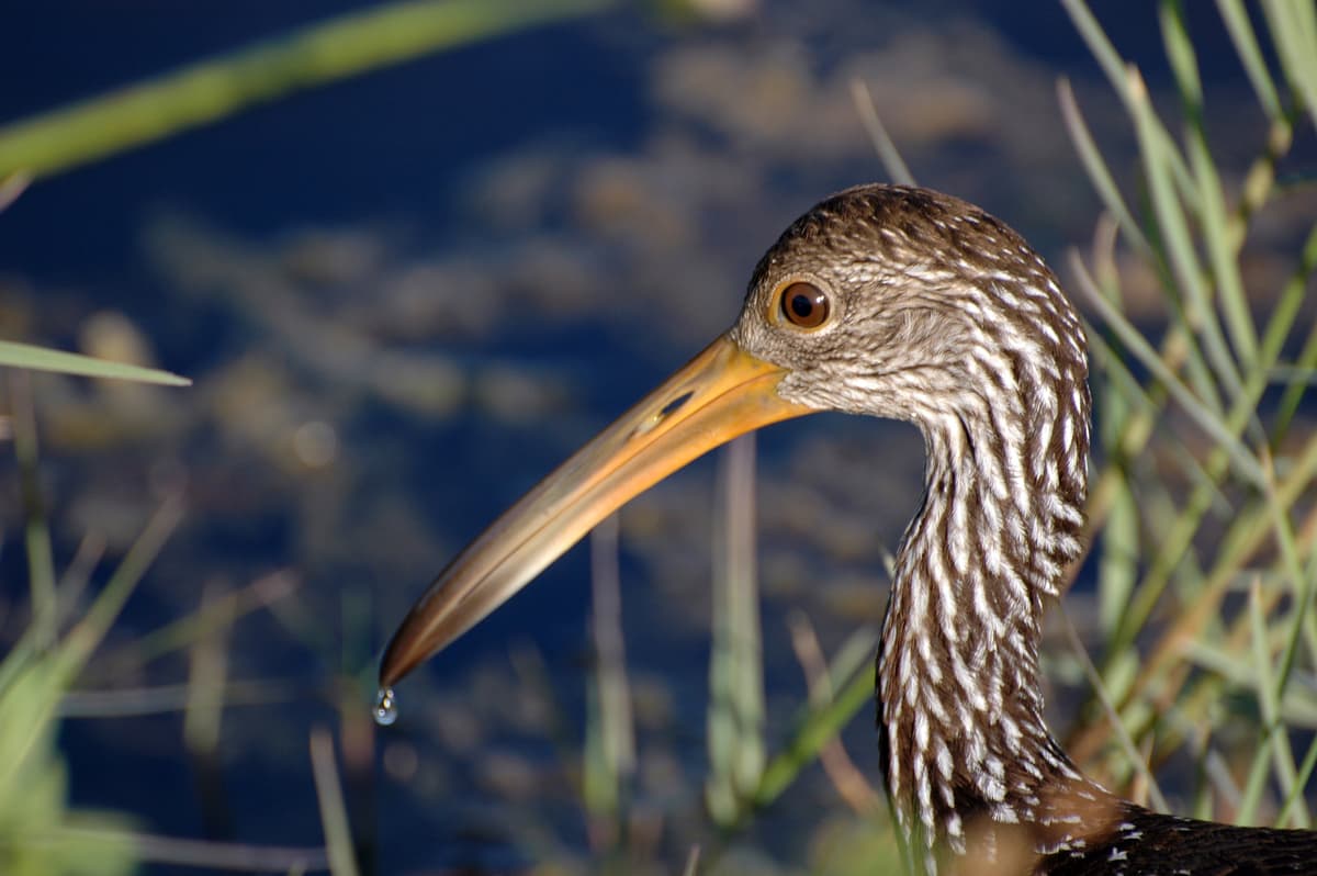 Limpkin