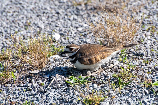 killdeer-4416