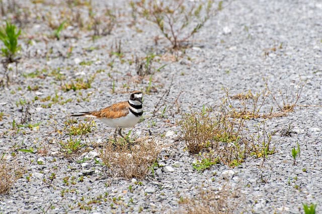 killdeer-4410