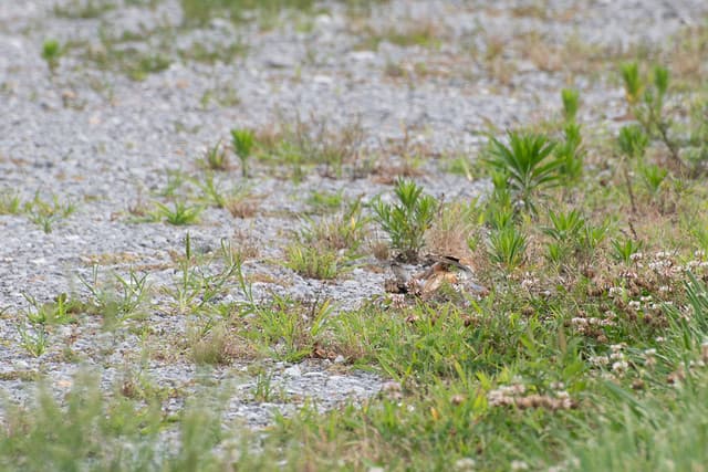 Killdeer Luring Predator Away
