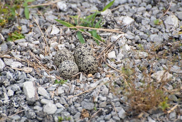 Killdeer Eggs