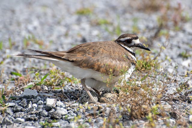 killdeer-4391