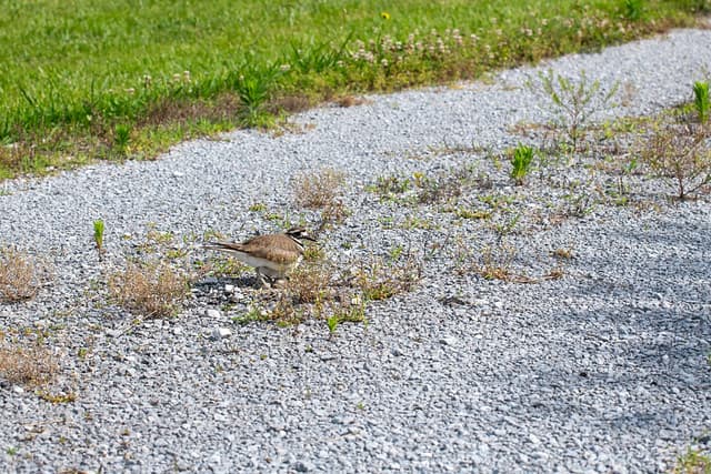 killdeer-4392