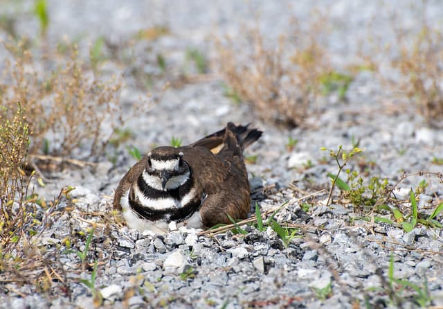 killdeer-4366