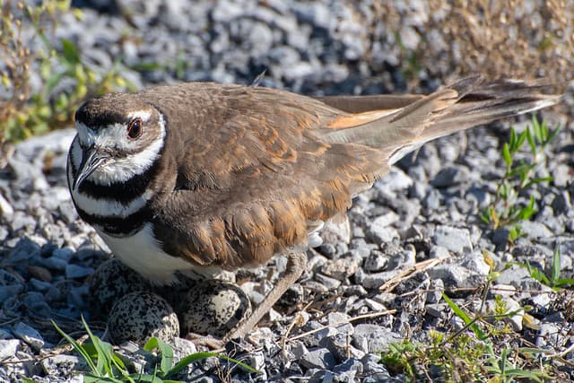 killdeer-4424