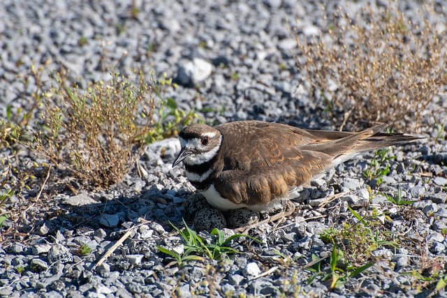 killdeer-4421