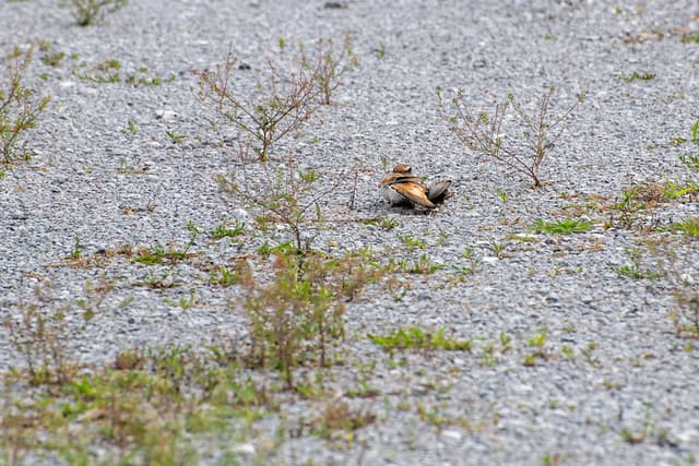Killdeer Broken Wing Display