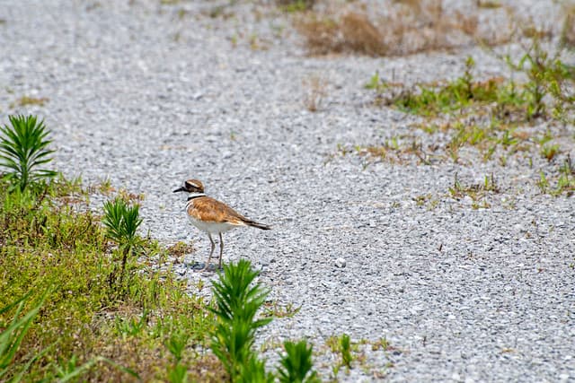 killdeer-4408