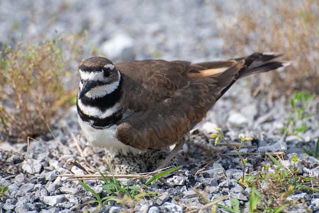 killdeer-4375