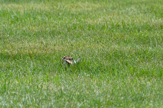Broken Wing Display