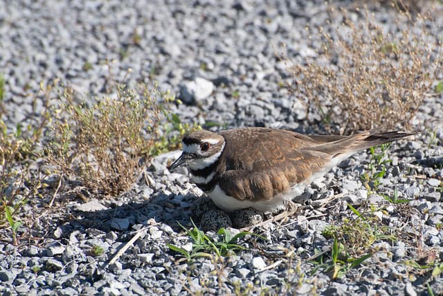 killdeer-4419