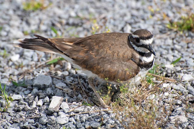 killdeer-4393