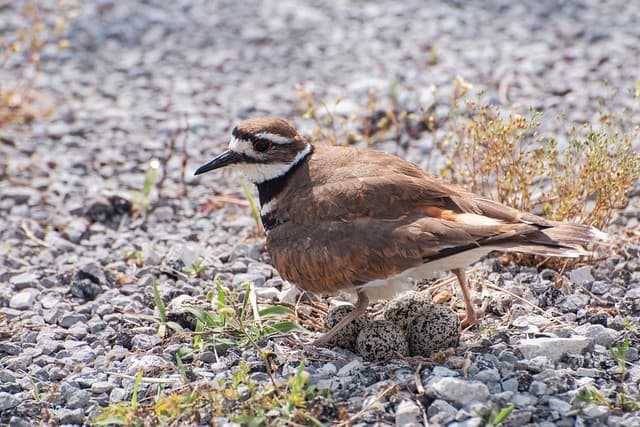 killdeer-4383