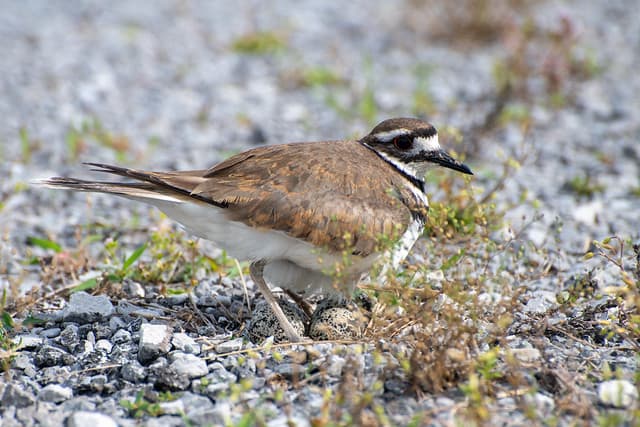 killdeer-4387