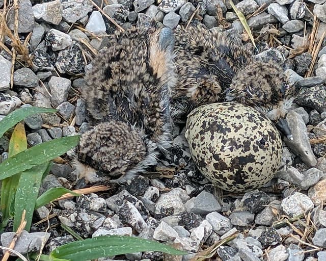 Killdeer Chicks