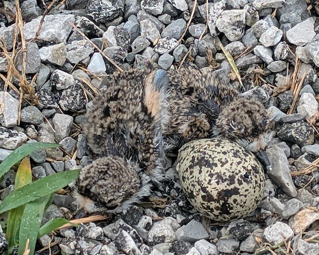 Killdeer Chicks