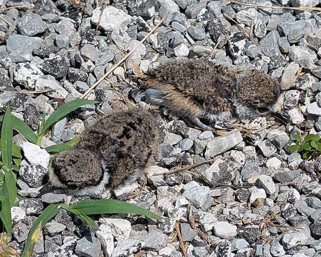 Killdeer Chicks
