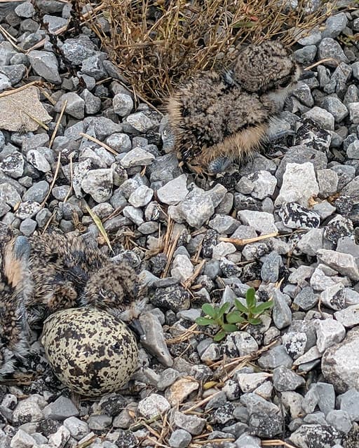 Killdeer Chicks
