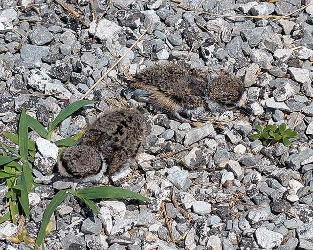 Killdeer Chicks